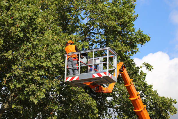 Best Root Management and Removal  in Rainbow City, AL