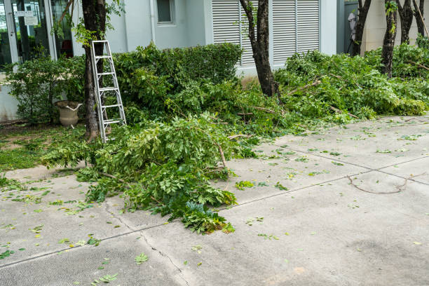 How Our Tree Care Process Works  in  Rainbow City, AL